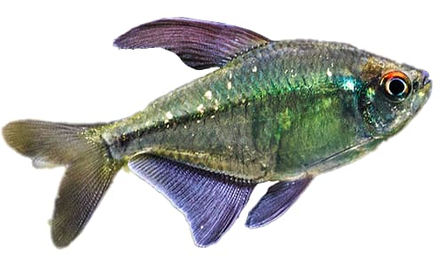 PEZ TETRA