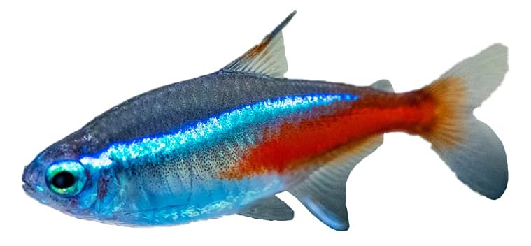 PEZ TETRA
