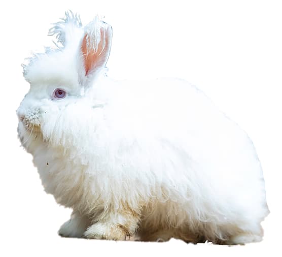 CONEJO ANGORA