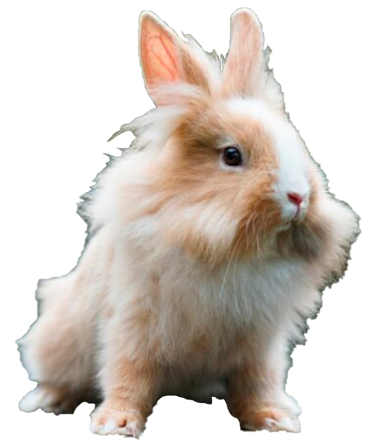 CONEJO CABEZA DE LEÓN