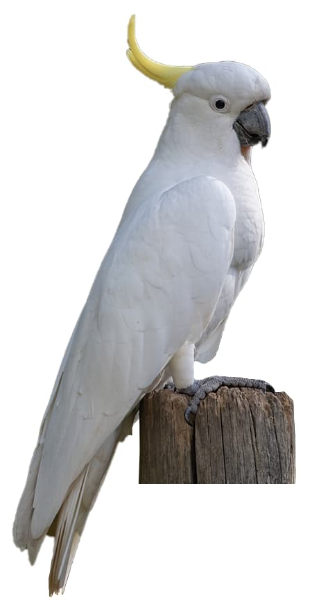 CACATUA