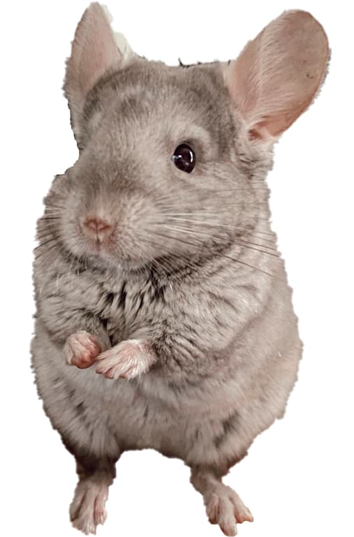CHINCHILLA BEIGE
