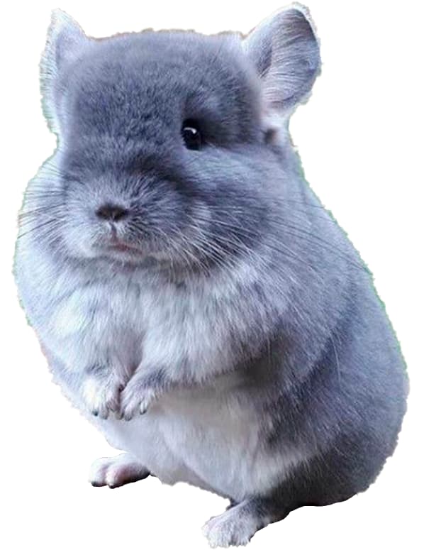 CHINCHILLA ESTANDAR
