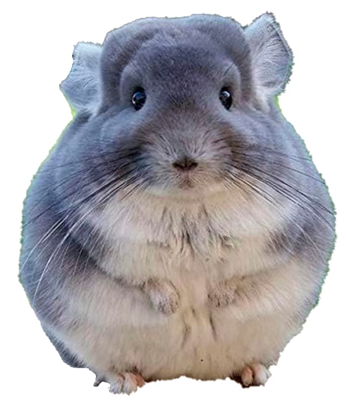 CHINCHILLA MOSAICO