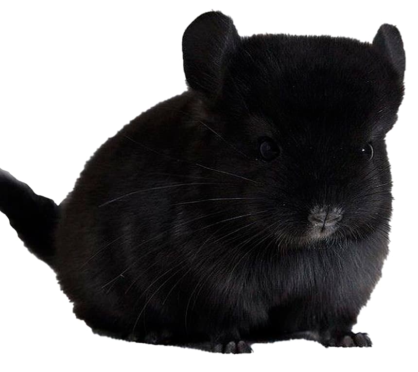 CHINCHILLA EBONY