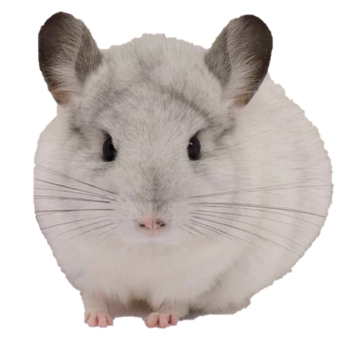 CHINCHILLA WILSON WHITE