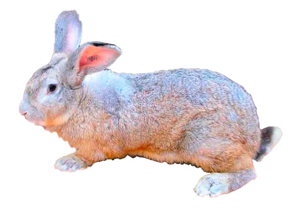 CONEJO GIGANTE DE FLANDES