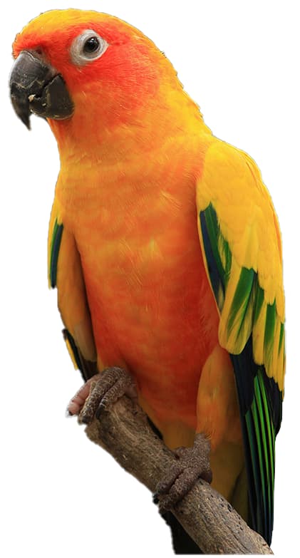 LORO CONURE
