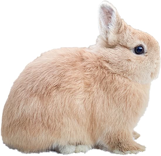 CONEJO ENANO HOLANDÉS