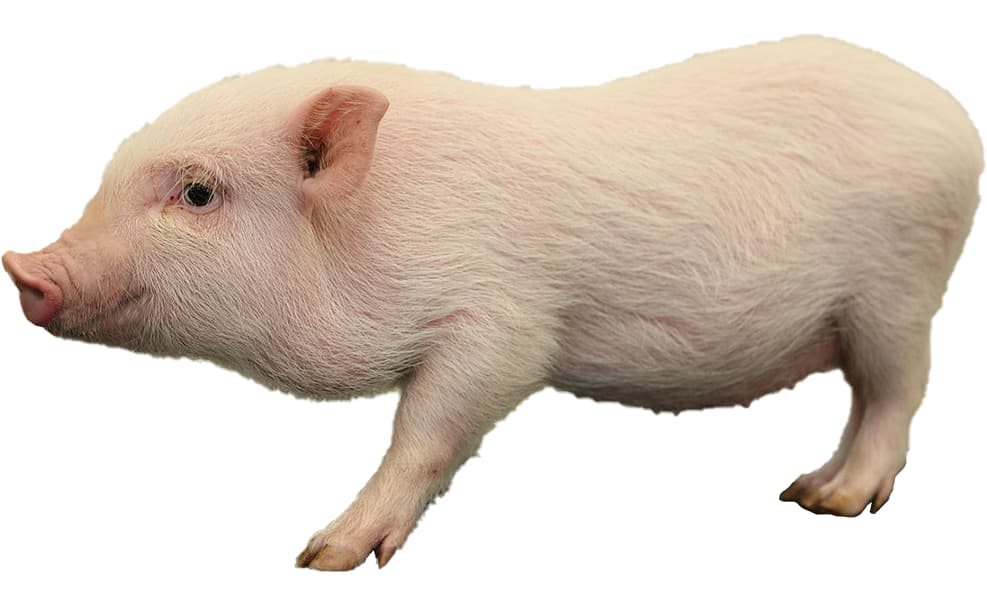 MINI PIG Göttingen