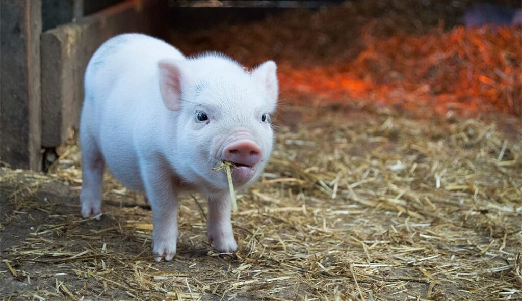 CERDOS MINIATURAS COMO MASCOTAS (MINI PIG)