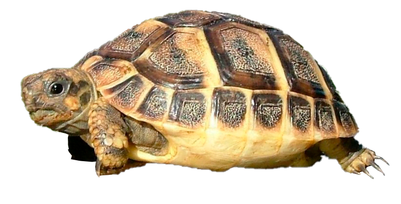 TORTUGA MEDITERRANEA