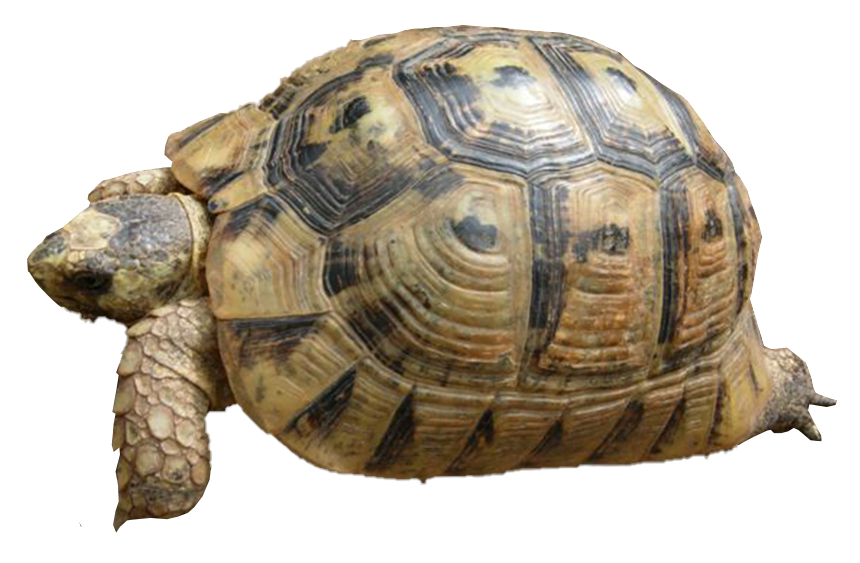 TORTUGA MORA