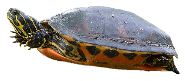 TORTUGA PINTADA