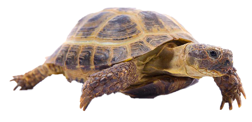 TORTUGA RUSA