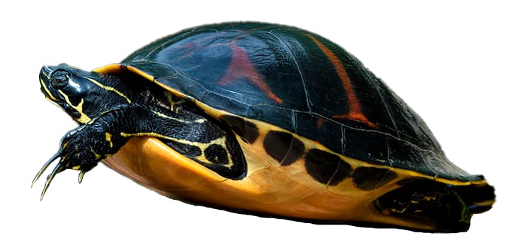 TORTUGA DE VIENTRE ROJO