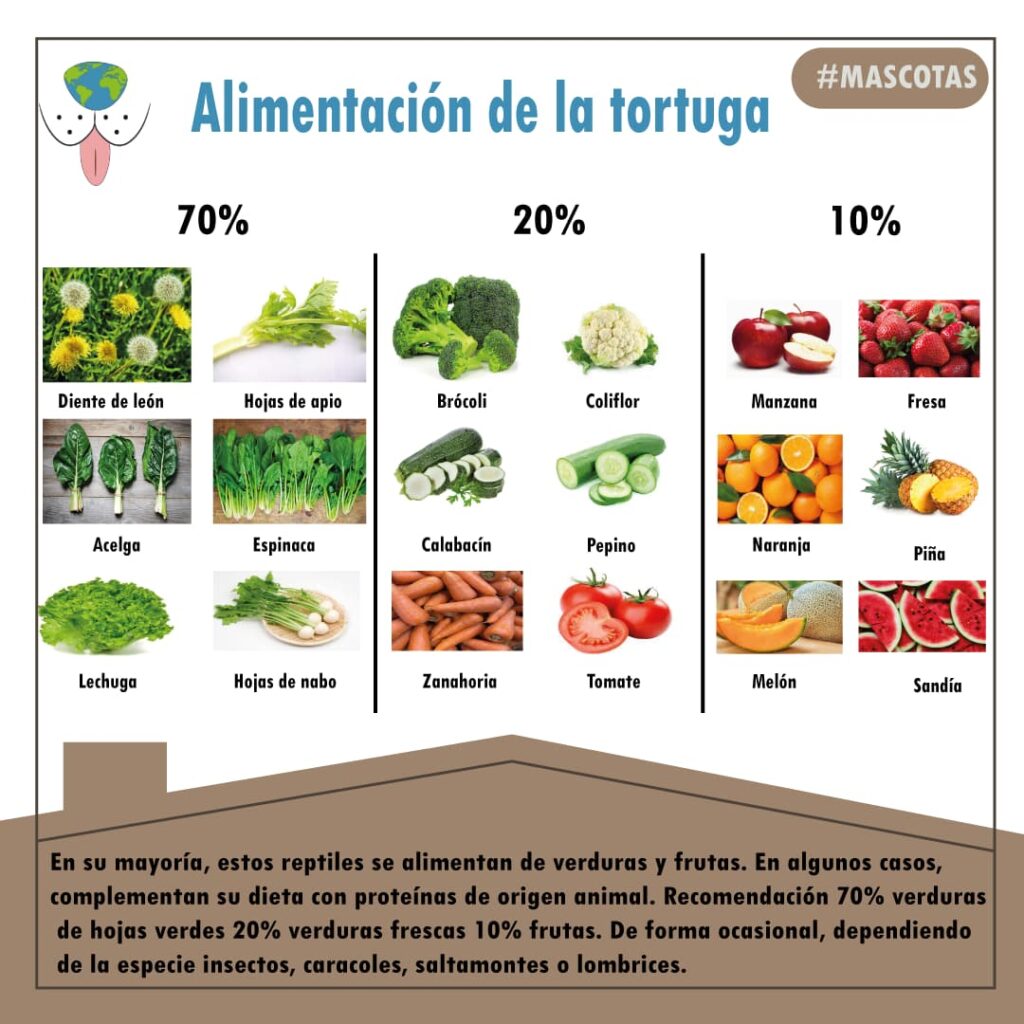 ALIMENTACIÓN DE LA TORTUGA