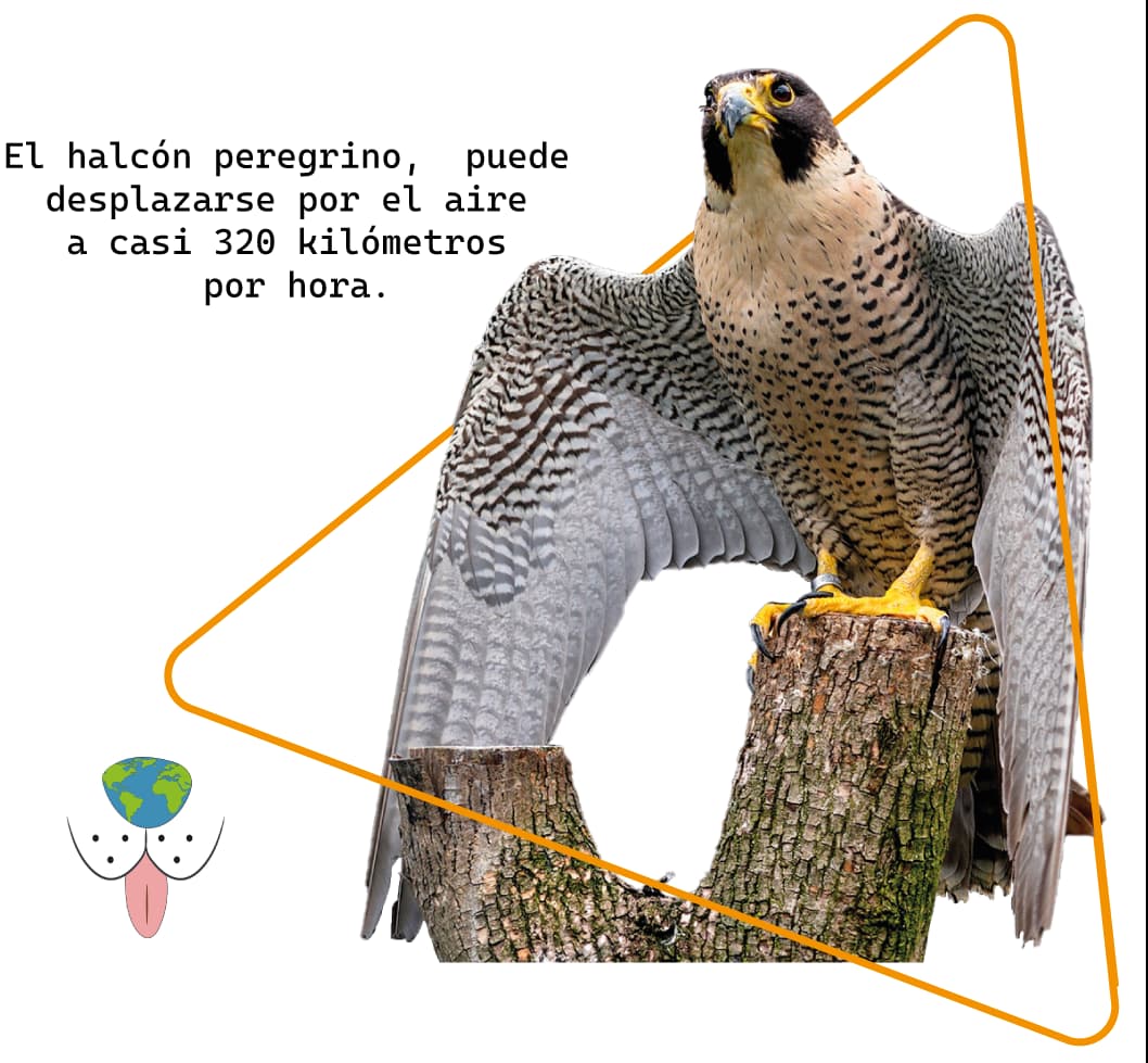 EL HALCÓN PEREGRINO ES EL AVE MAS VELOZ DEL MUNDO