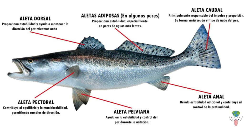 TIPOS DE ALETAS DE LOS PECES