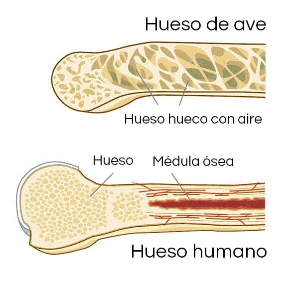 COMPARACIÓN DE HUESO HUMANO CON HUESO DE AVE