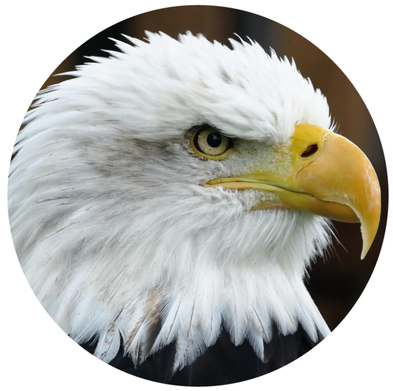 Picos de aves carnívoras