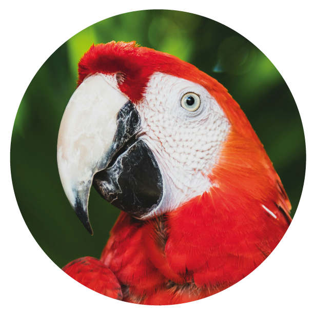 Picos de aves frugívoras