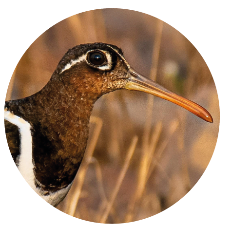 Picos de aves limícolas