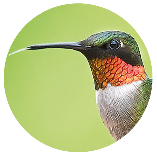 Picos de aves nectarívoras