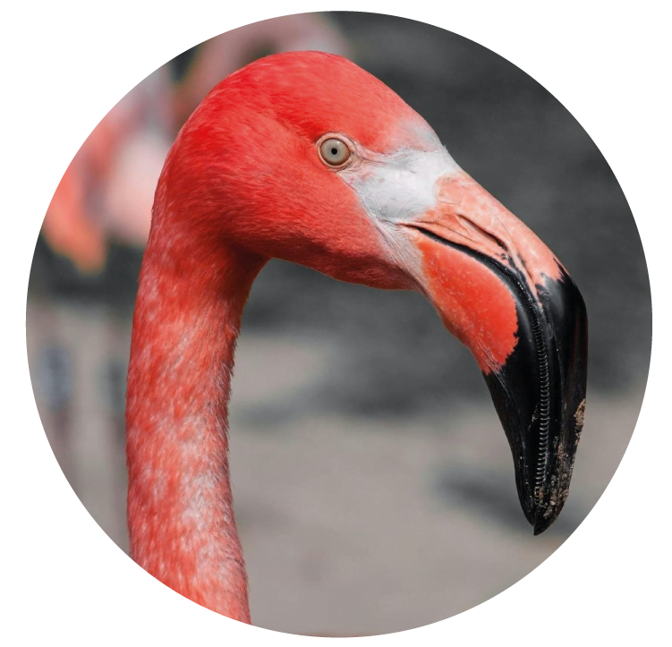 Picos de aves filtradoras