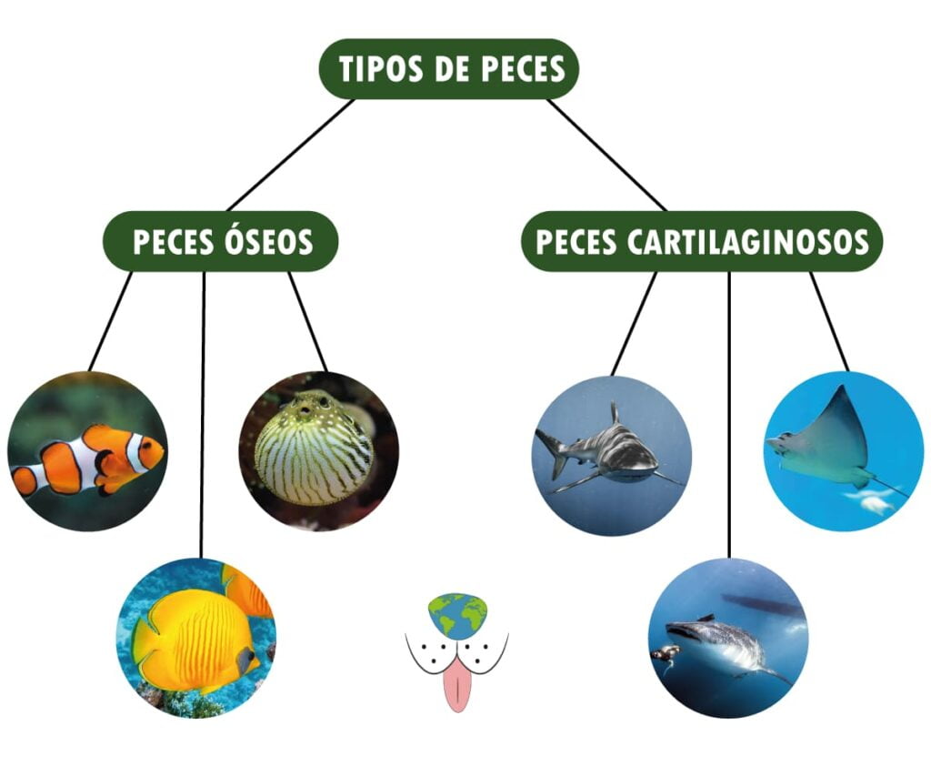 TIPOS DE PECES