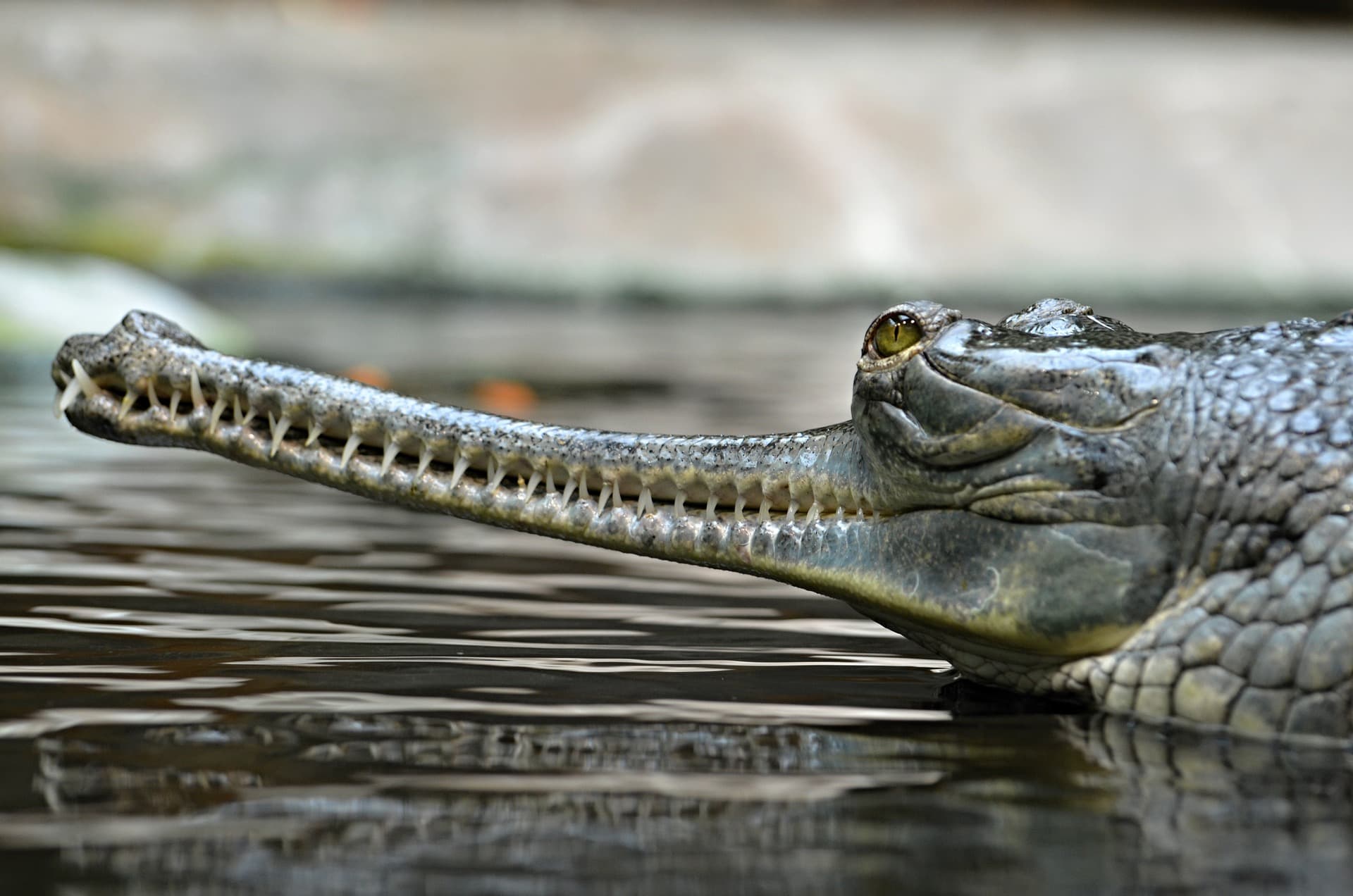 GAVIAL