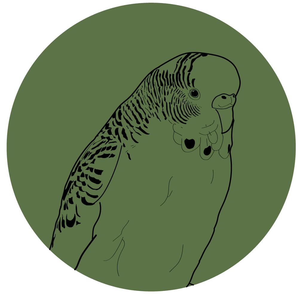 PRODUCTOS PARA TUS AVES