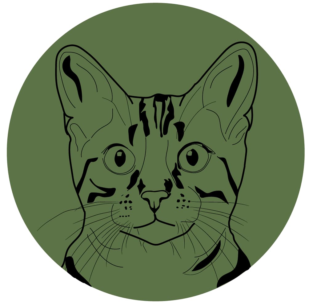 PRODUCTOS PARA GATOS