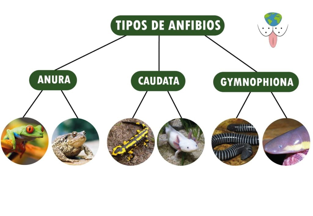 LOS TIPOS DE ANFIBIOS