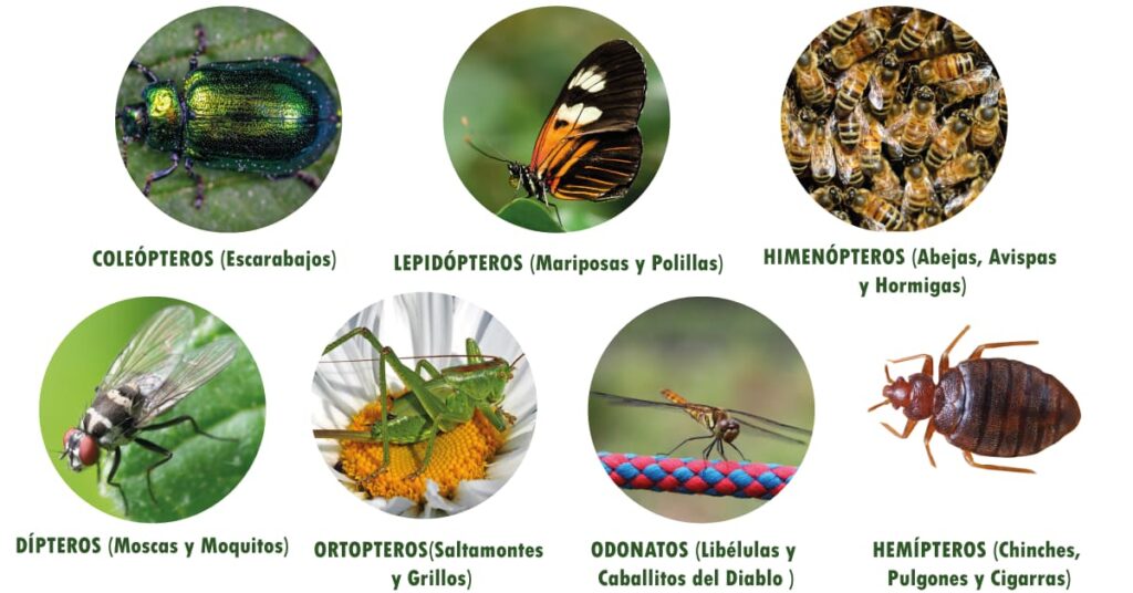 TIPOS DE INSECTOS