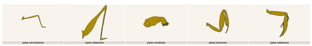 TIPOS DE PATAS DE INSECTOS