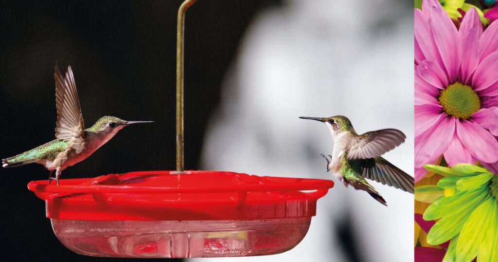 El corazón del Colibrí