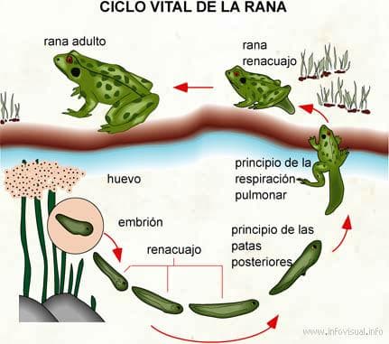 CICLO DE VIDA DE LA RANA