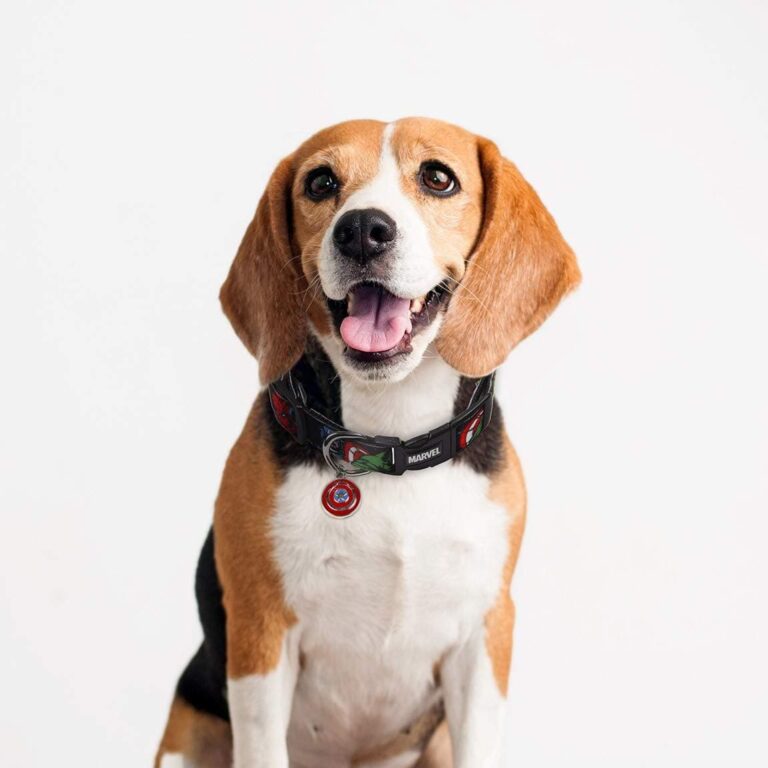 Collar Perro Marvel® para Perro Mini - Licencia Oficial Disney Marvel®
