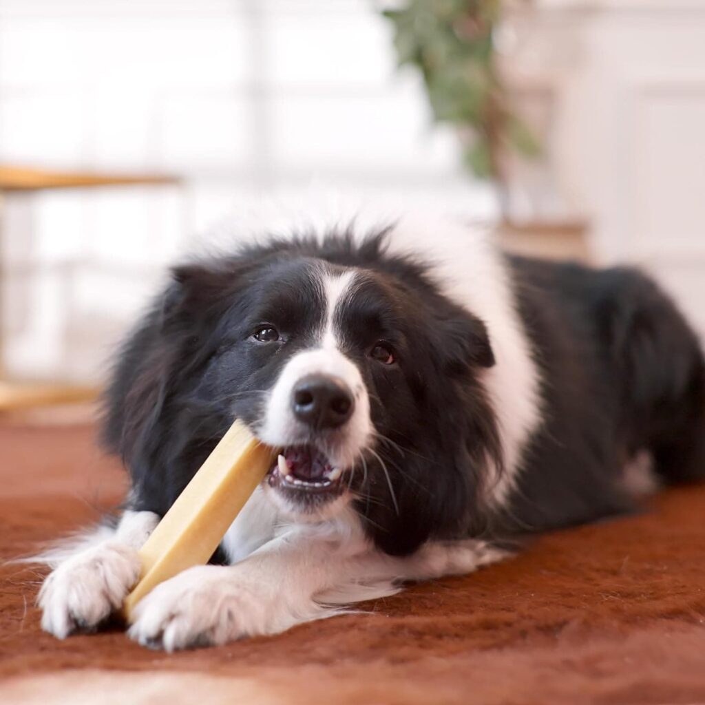 Dilecti Huesos de Queso Naturales - Los Masticables Naturales Muy Sabrosos, Duros y Duraderos Mantendrán a su Perro Ocupado Durante un Tiempo. (Talla XL, Juego de 3)