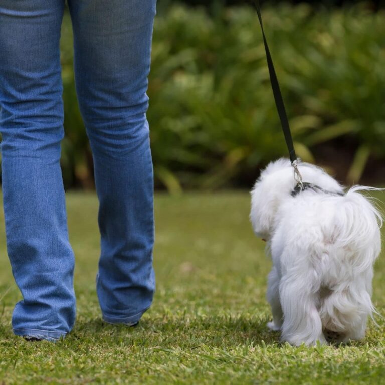 Collar para Perros Pequeños T1 - 20 - 35 x 1 cm - Fabricado en Nylon - Diseño Bandera de España - Talla S - Muy Resistente y Confortable - Accesorios para Perros - Consentida