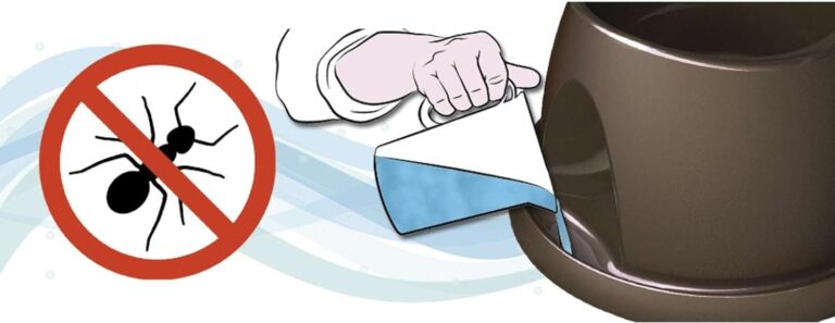 GP GP10060 Comedero Anti Hormigas Alto y Pequeño, surtido: colores aleatorios