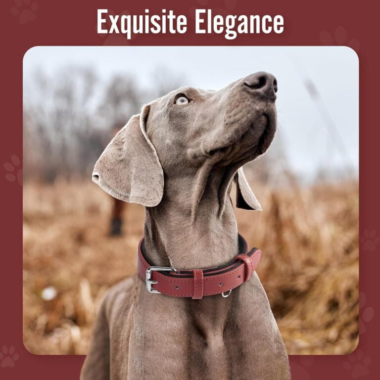 Grand Line Collar de Perro de Cuero, Collare Ancho y Grueso con Suave Acolchado，Collare de Perro en Piel Ajustables Resistentes para Perros Pequeños, Medianos, Grandes (Roja, S)