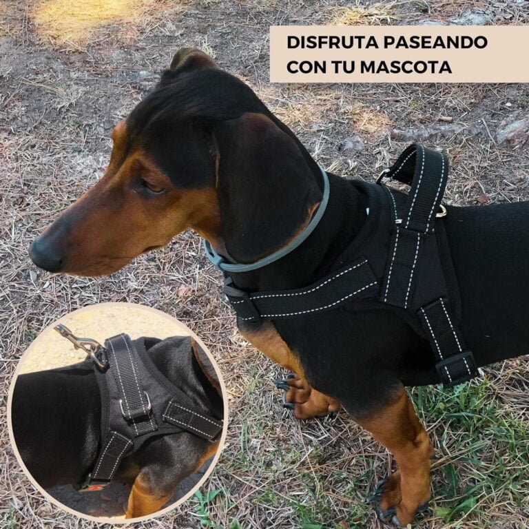 Arnés Perro Pequeño Antitirones S sin Presión con Cinturón de Seguridad para Coche. Pechera Ajustable con Asa de Agarre, Duradera, Cómoda y Ligera. Tiene Anclaje Tipo D para Correa de Paseo.