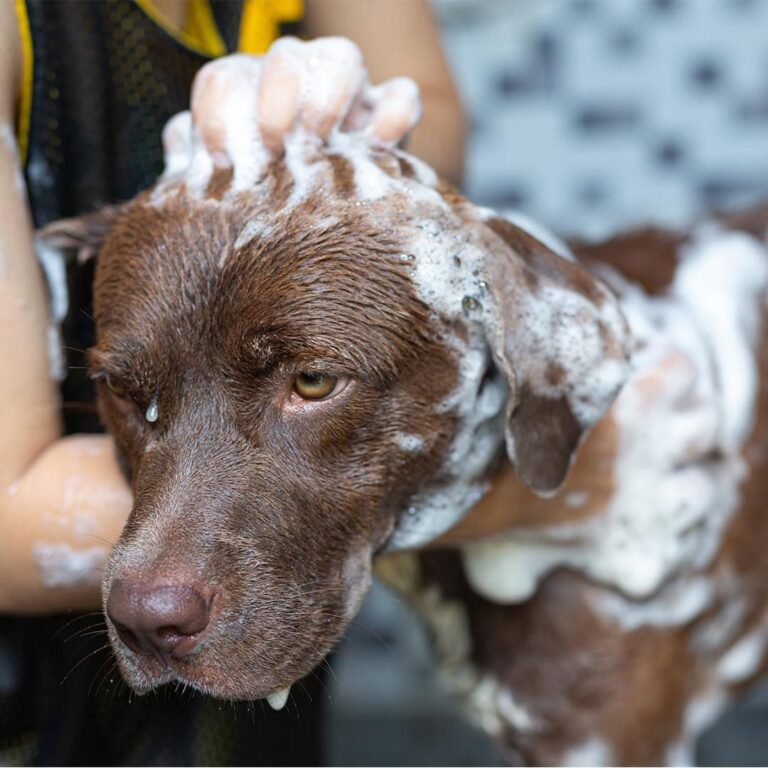 PLANTAWA Champú para Perros Aloe Vera 1L | Champu Perro para Pieles Sensibles y Dermatitis | Acción Anti Irritaciones Sin alérgenos, Sin parabenos, 100% Vegano con Extractos Naturales