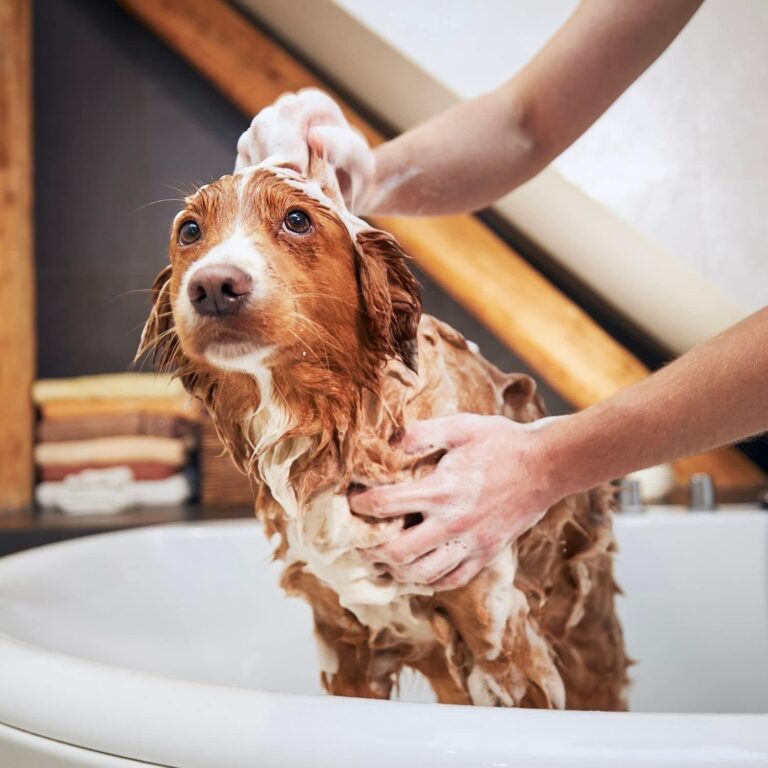 Champú Acondicionador para Mascotas - Champú Para Mascotas - Con Vitaminas - Desenreda y Aporta Suavidad - Fortalece y Aporta Brillo - Fácil y Sencillo de Aplicar - 1 Litro - Aure Marca: Aure