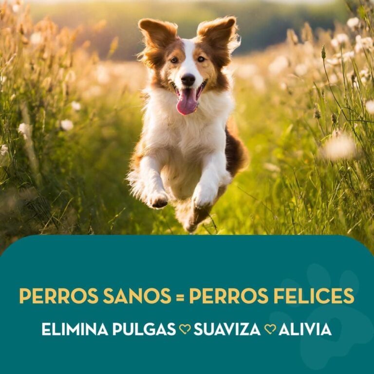 The Healthy Dog Co Champú antipulgas Completamente Natural | Limoncillo | 500ml | El Mejor Tratamiento para Perros y gatos | Fórmula Potente y Segura | Mata y controla pulgas garrapatas y piojos