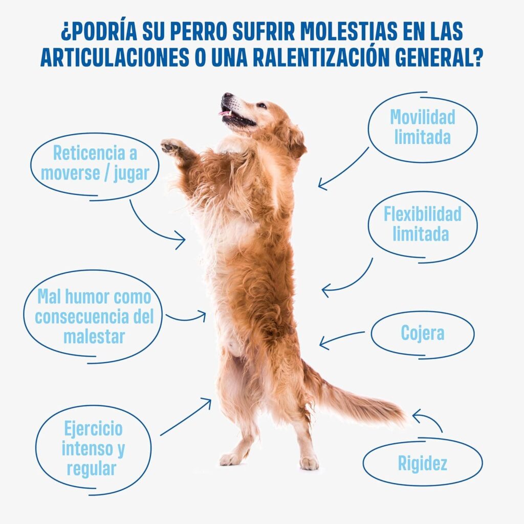 ivvi - Hip and Joint - Articulaciones, Antiartrosis - Complemento Alimenticio para Perros, Altamente Concentrado - MSM, Mejillón de Labio Verde, Glucosamina - 60 Golosinas de Pollo, 270g