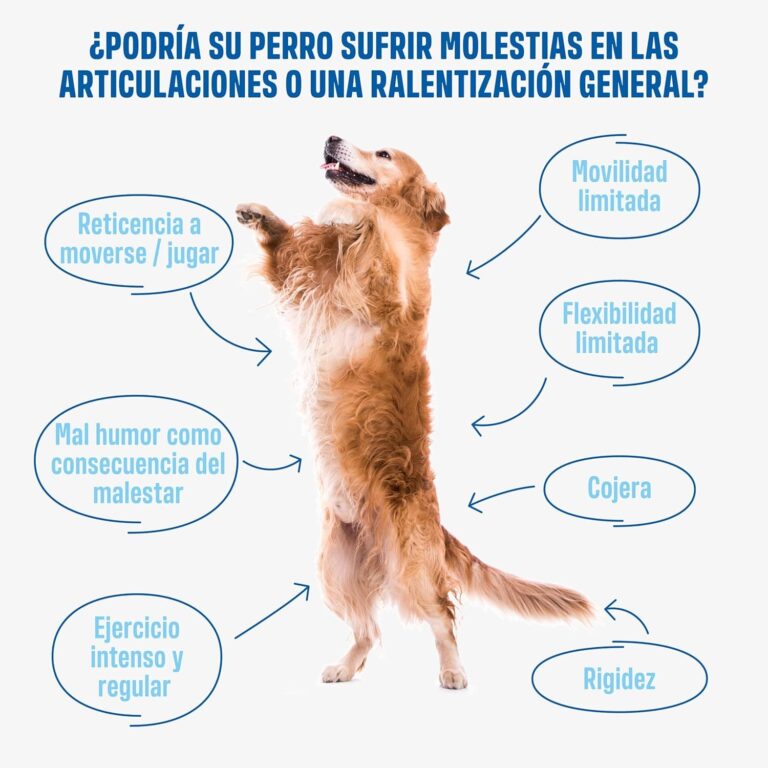 ivvi - Hip and Joint - Articulaciones, Antiartrosis - Complemento Alimenticio para Perros, Altamente Concentrado - MSM, Mejillón de Labio Verde, Glucosamina - 60 Golosinas de Pollo, 270g