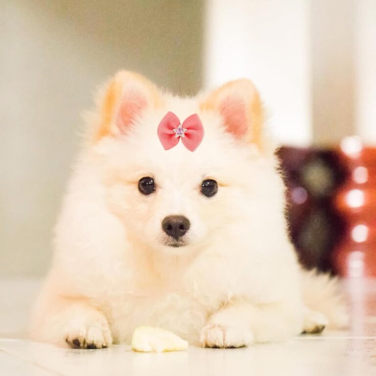 PEUTIER 20uds Lazos para Perros con Bandas de Goma, Elásticos Lazos para el Pelo de Perros Varios Estilos